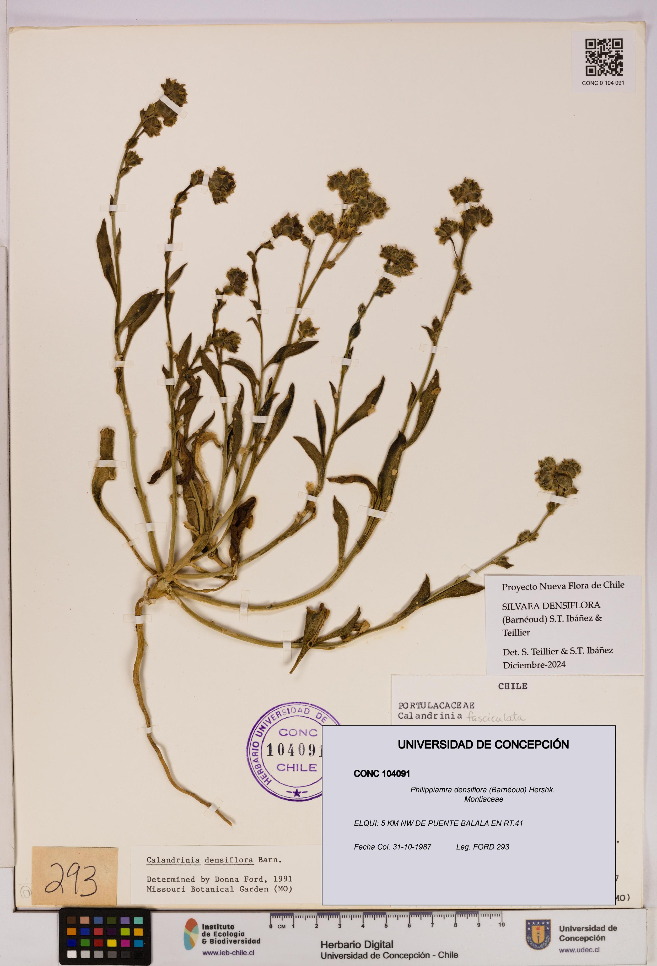 Philippiamra densiflora [Espécimen: ]