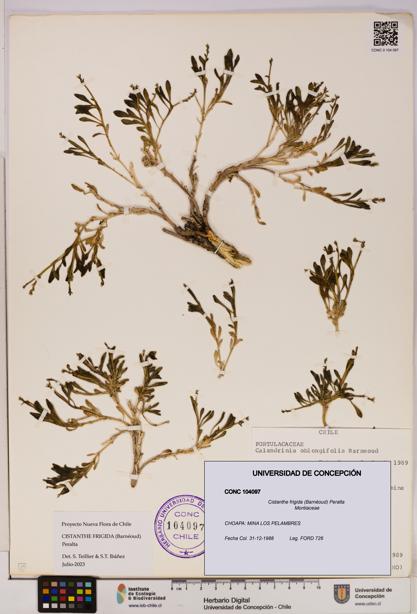 Cistanthe frigida [Espécimen: UDEC:CONC:0104097]