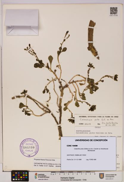 Cistanthe picta [Espécimen: UDEC:CONC:0104099]