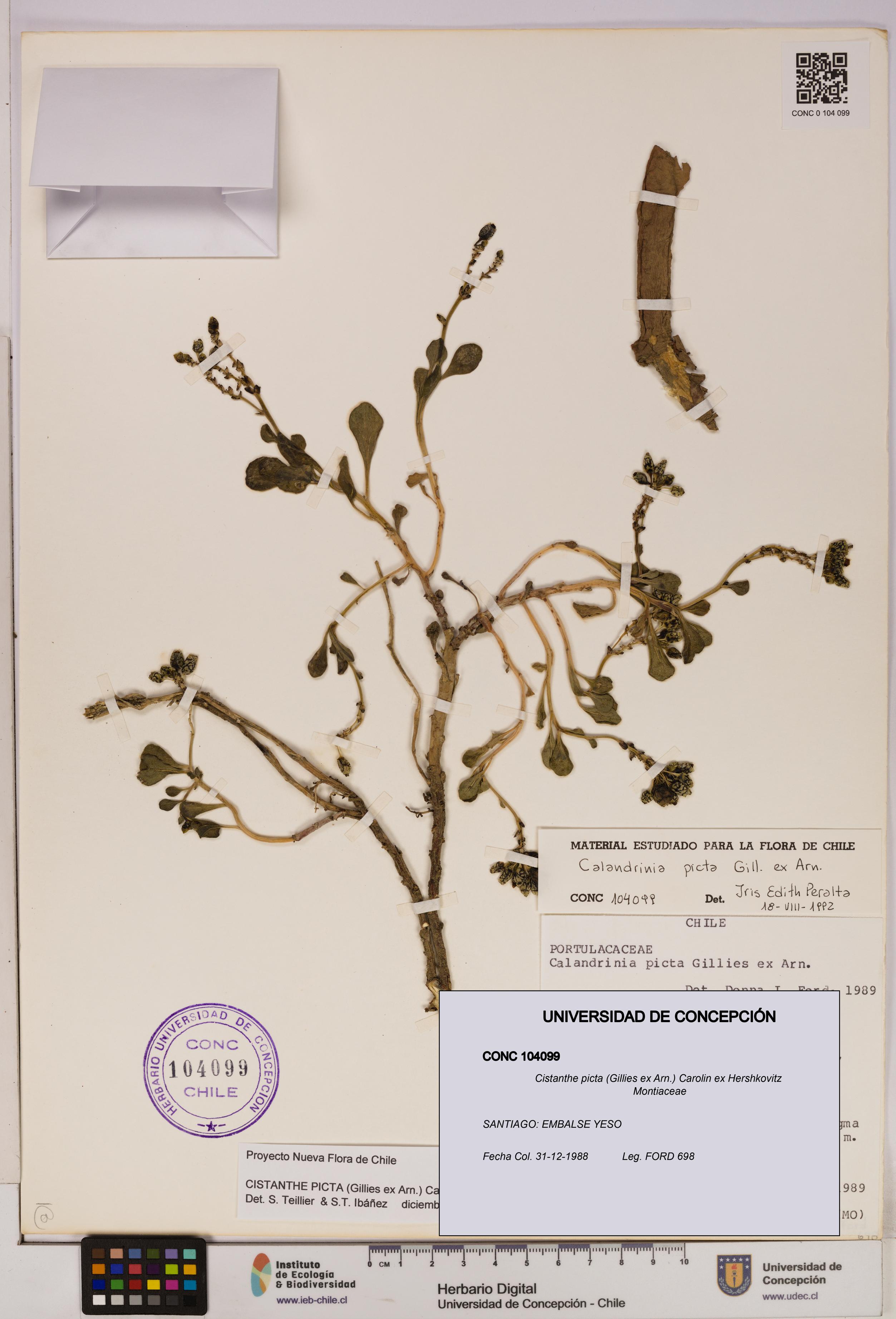 Cistanthe picta [Espécimen: UDEC:CONC:0104099]