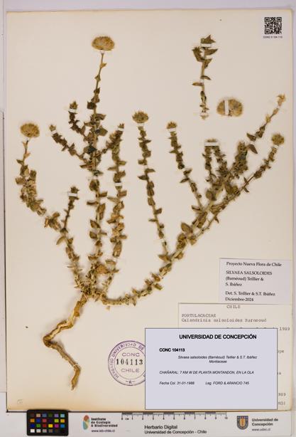 Silvaea salsoloides [Espécimen: UDEC:CONC:0104113]