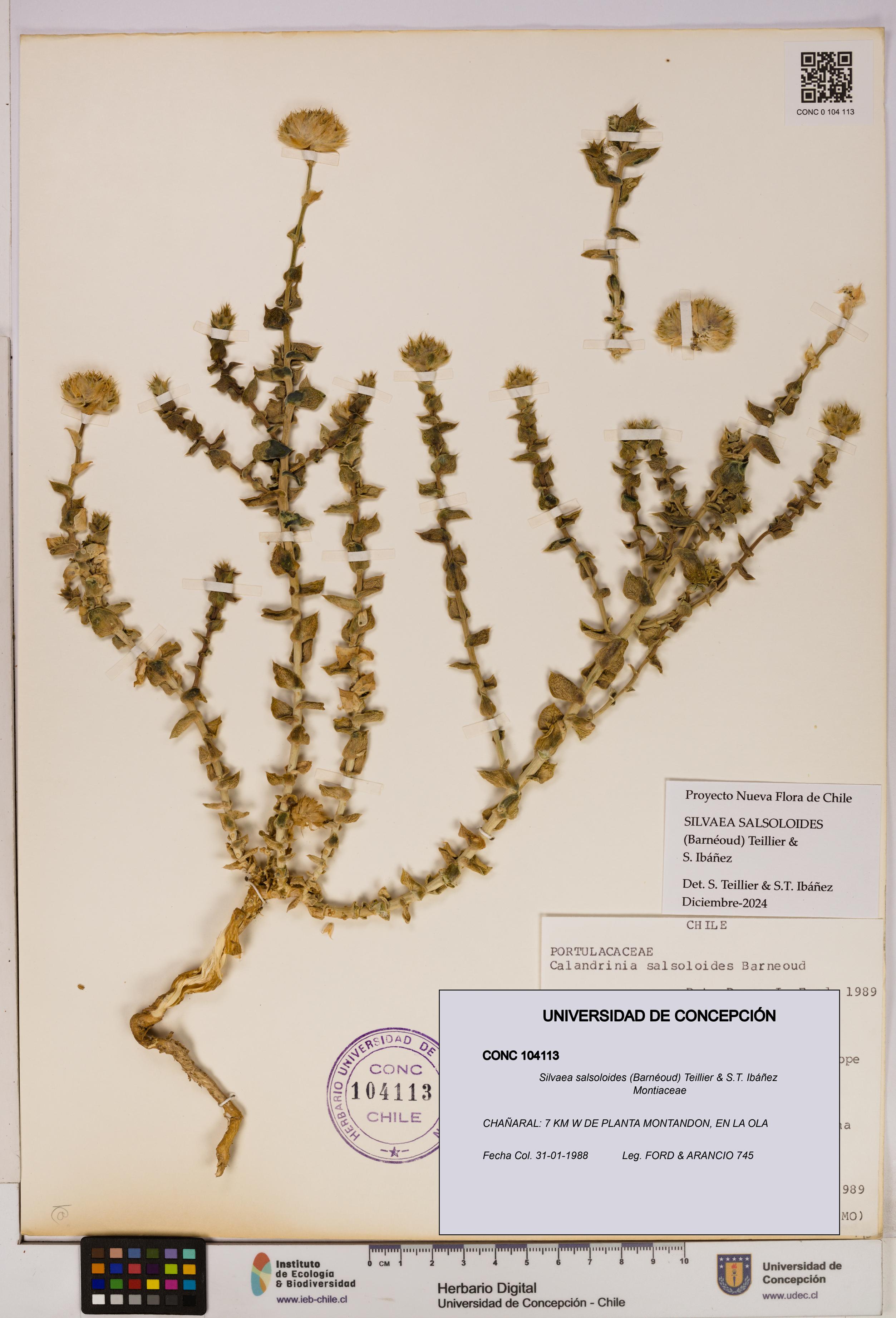 Silvaea salsoloides [Espécimen: UDEC:CONC:0104113]