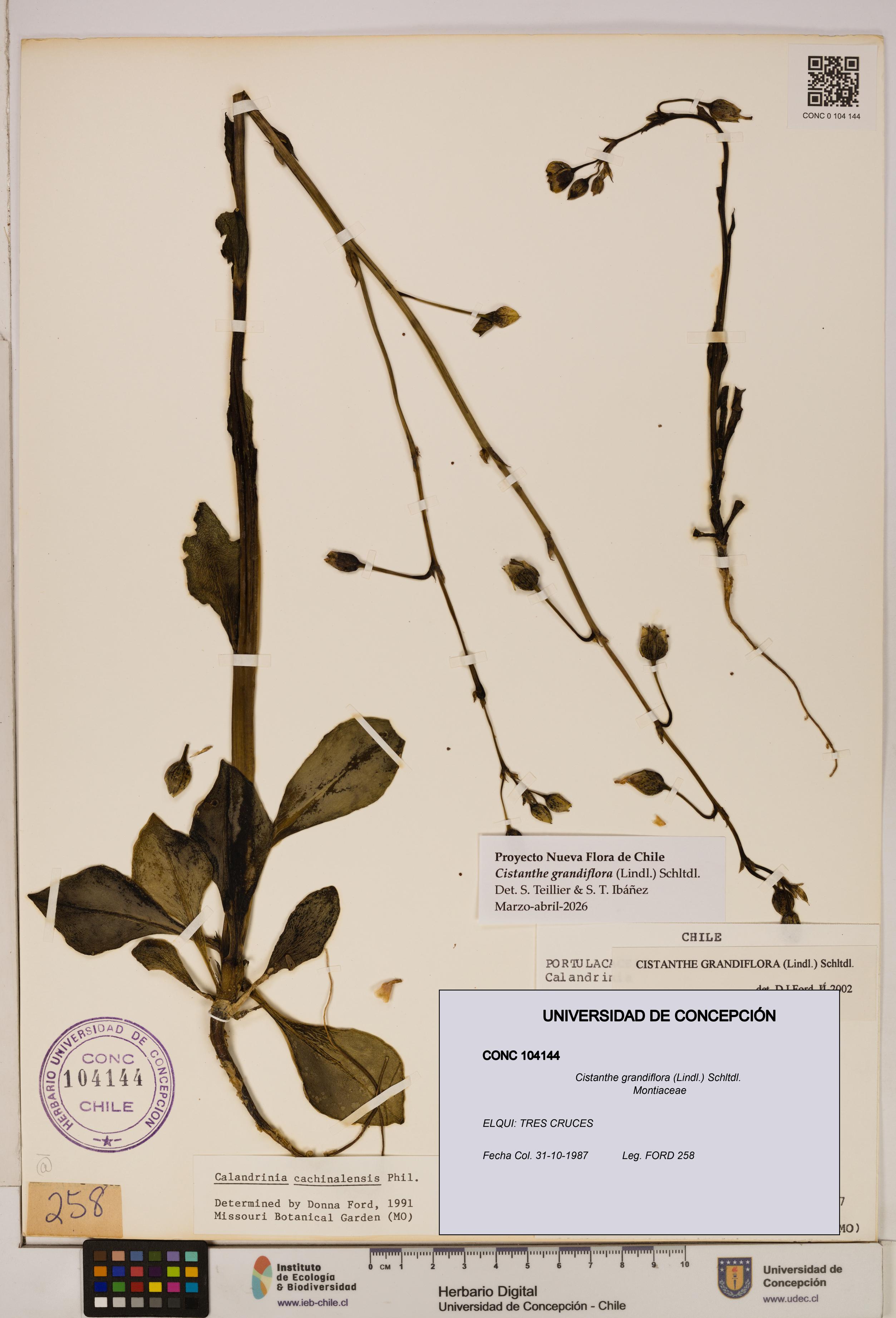 Cistanthe grandiflora [Espécimen: UDEC:CONC:0104144]