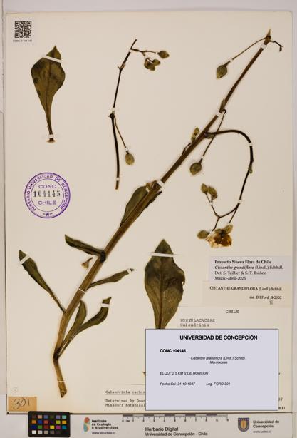 Cistanthe grandiflora [Espécimen: UDEC:CONC:0104145]