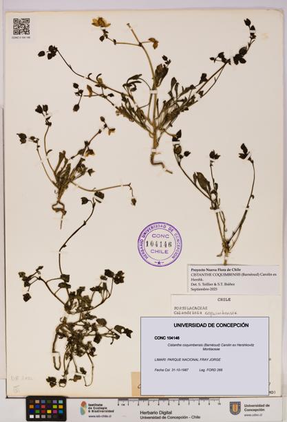 Cistanthe coquimbensis [Espécimen: UDEC:CONC:0104146]
