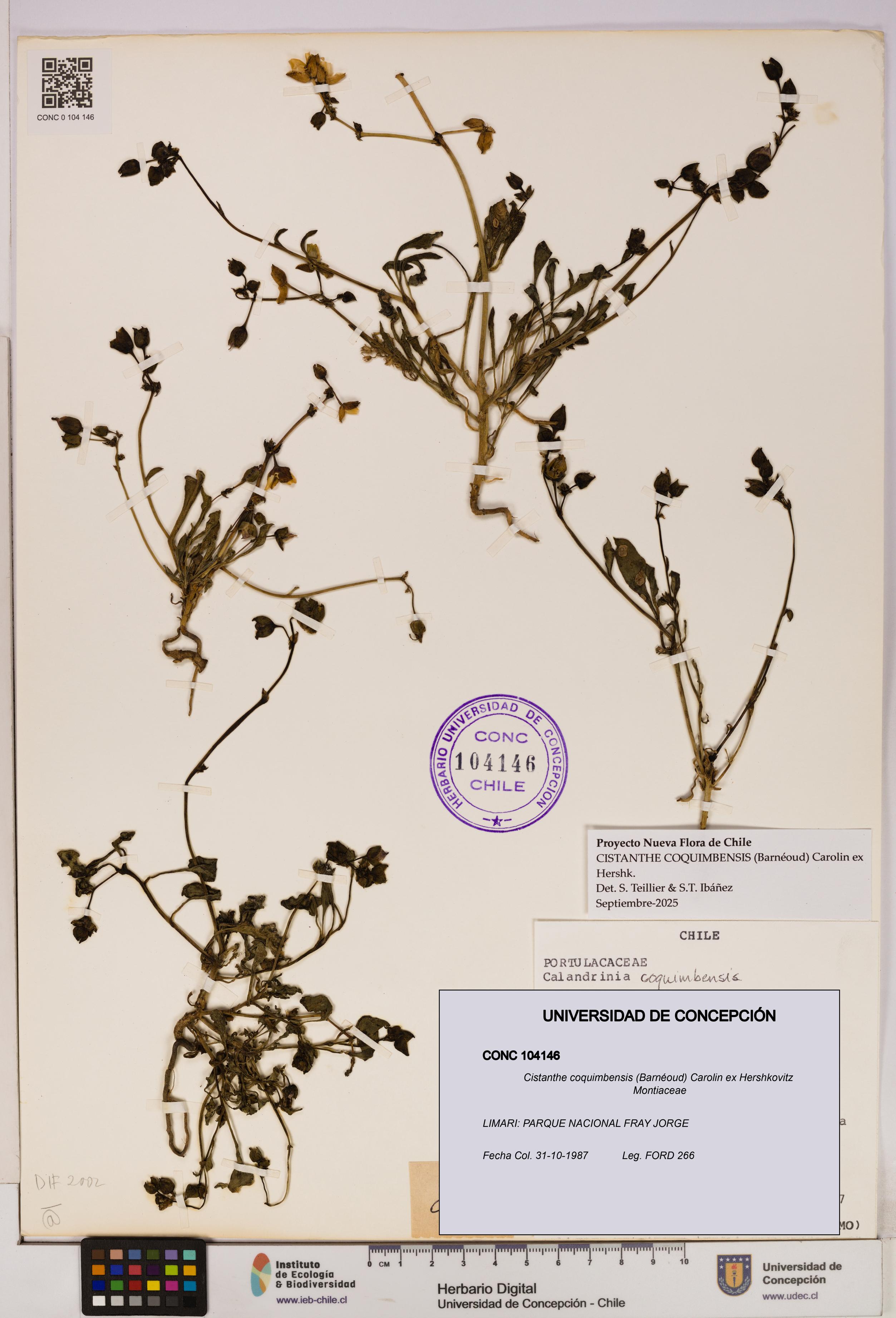 Cistanthe coquimbensis [Espécimen: UDEC:CONC:0104146]