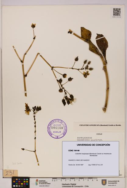 Cistanthe longiscapa [Espécimen: UDEC:CONC:0104149]