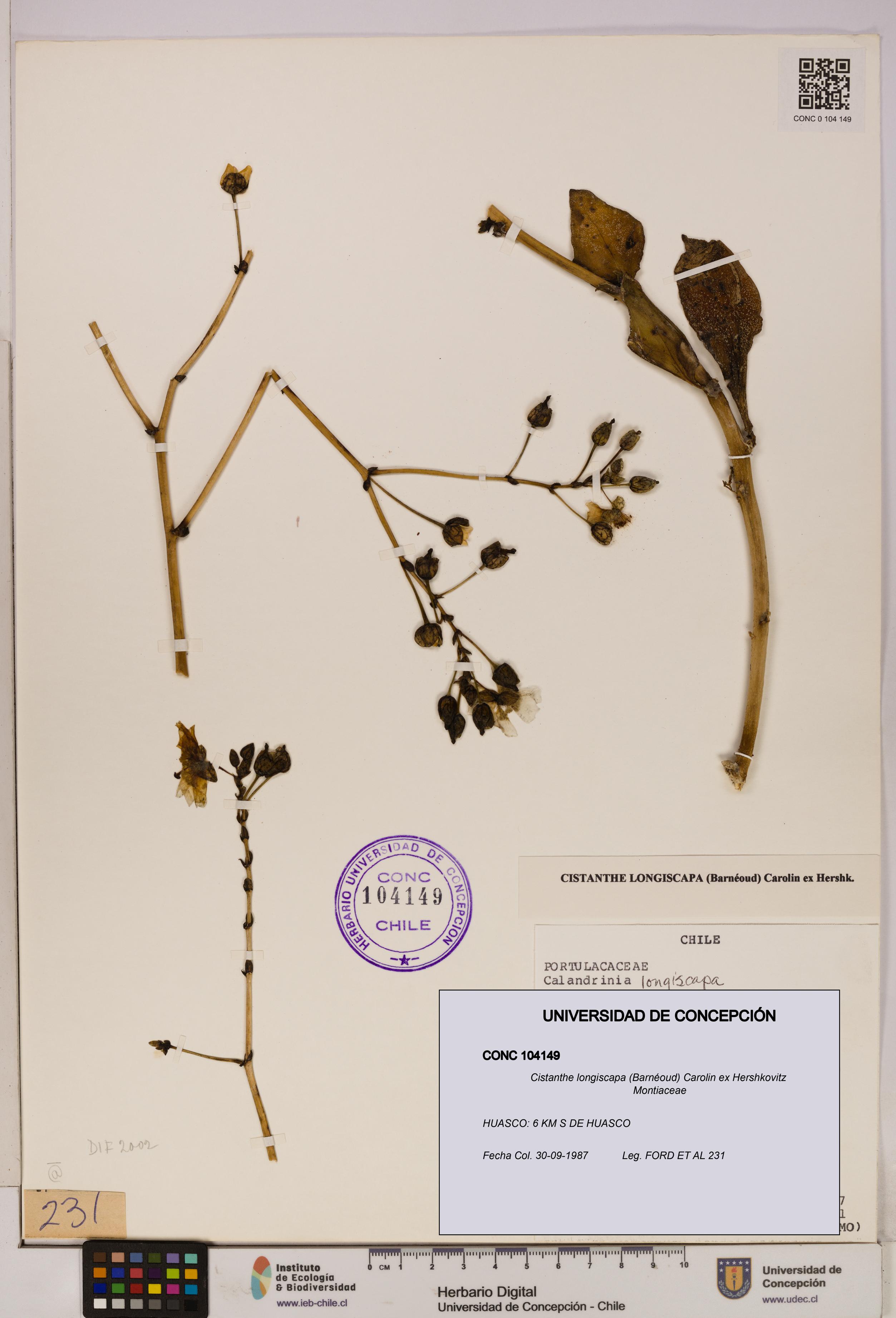 Cistanthe longiscapa [Espécimen: UDEC:CONC:0104149]