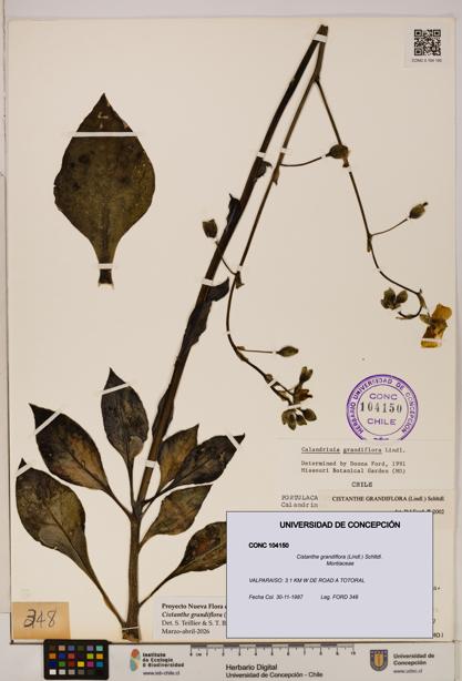Cistanthe grandiflora [Espécimen: UDEC:CONC:0104150]