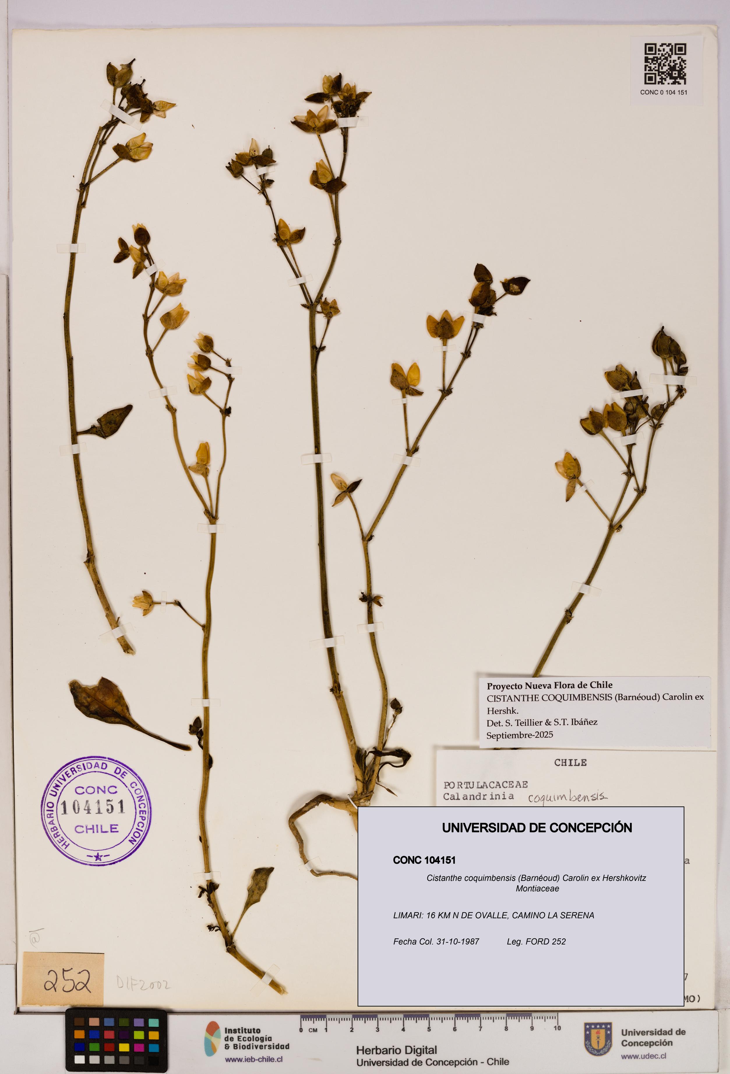 Cistanthe coquimbensis [Espécimen: UDEC:CONC:0104151]