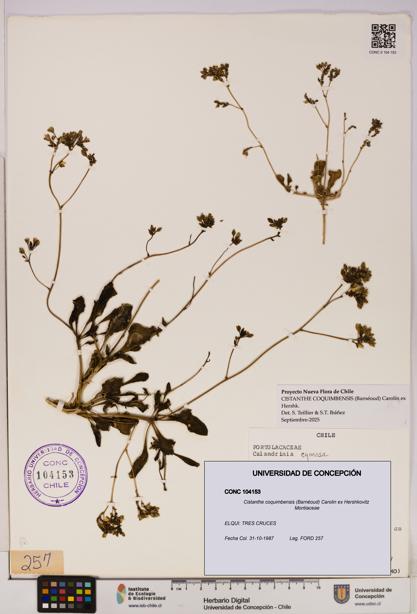 Cistanthe coquimbensis [Espécimen: UDEC:CONC:0104153]