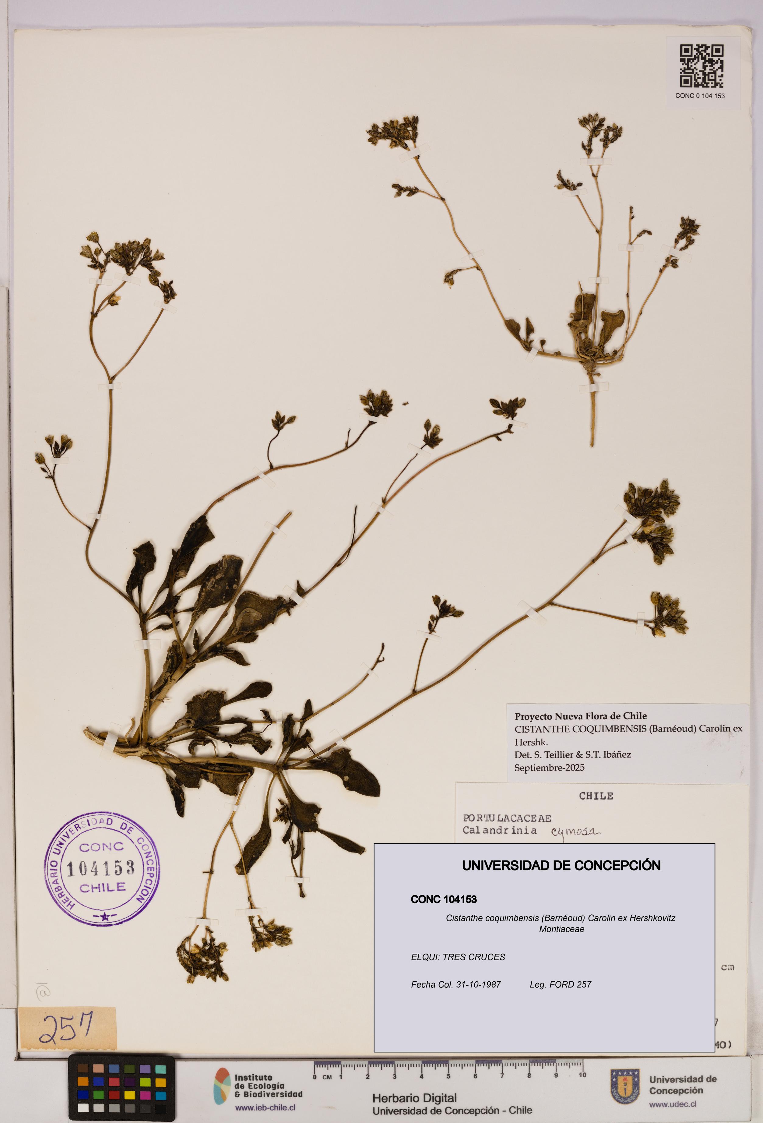 Cistanthe coquimbensis [Espécimen: UDEC:CONC:0104153]