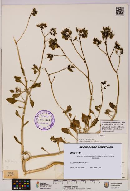 Cistanthe longiscapa [Espécimen: UDEC:CONC:0104154]