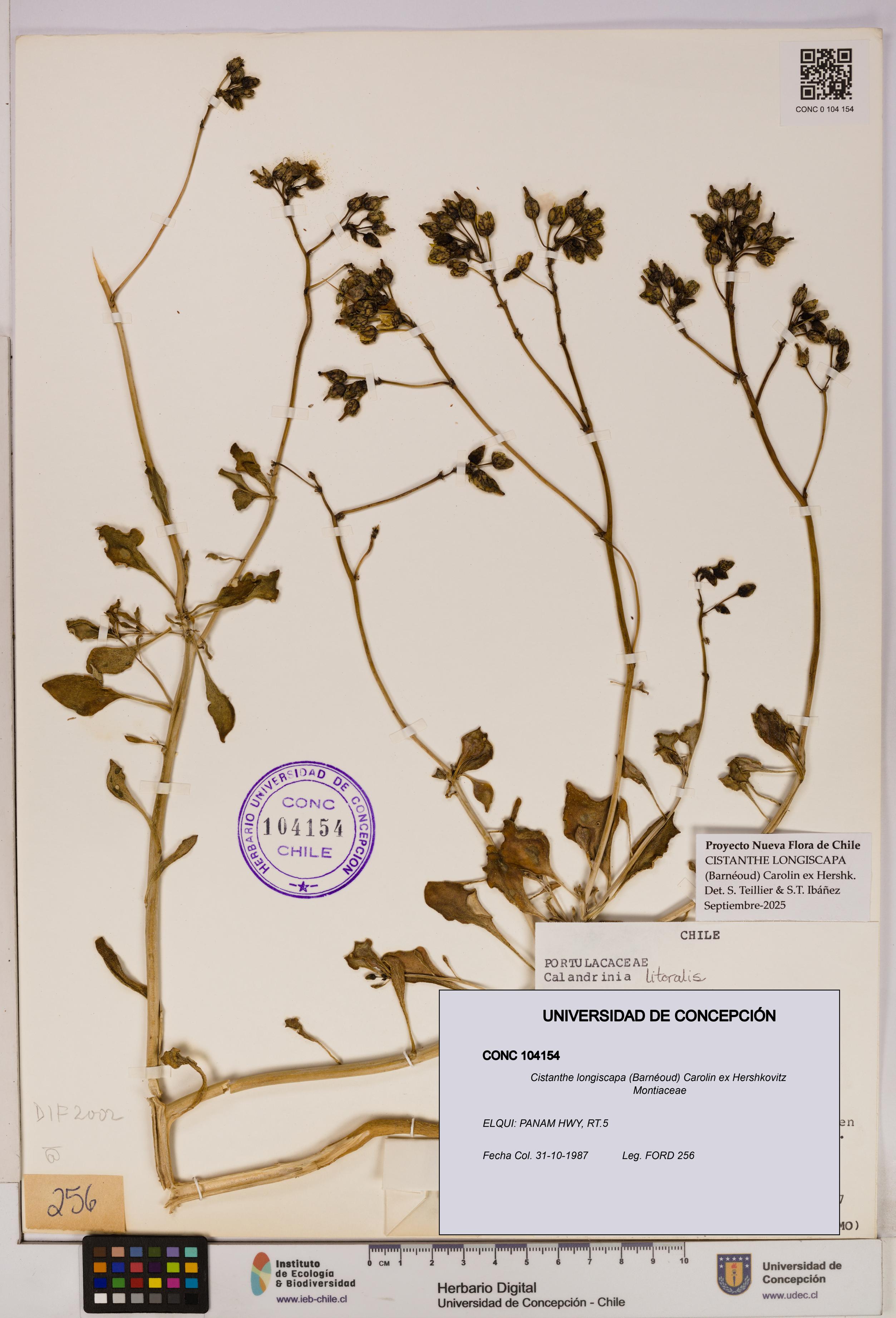 Cistanthe longiscapa [Espécimen: UDEC:CONC:0104154]