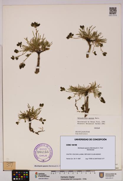 Montiopsis gayana [Espécimen: UDEC:CONC:0104155]
