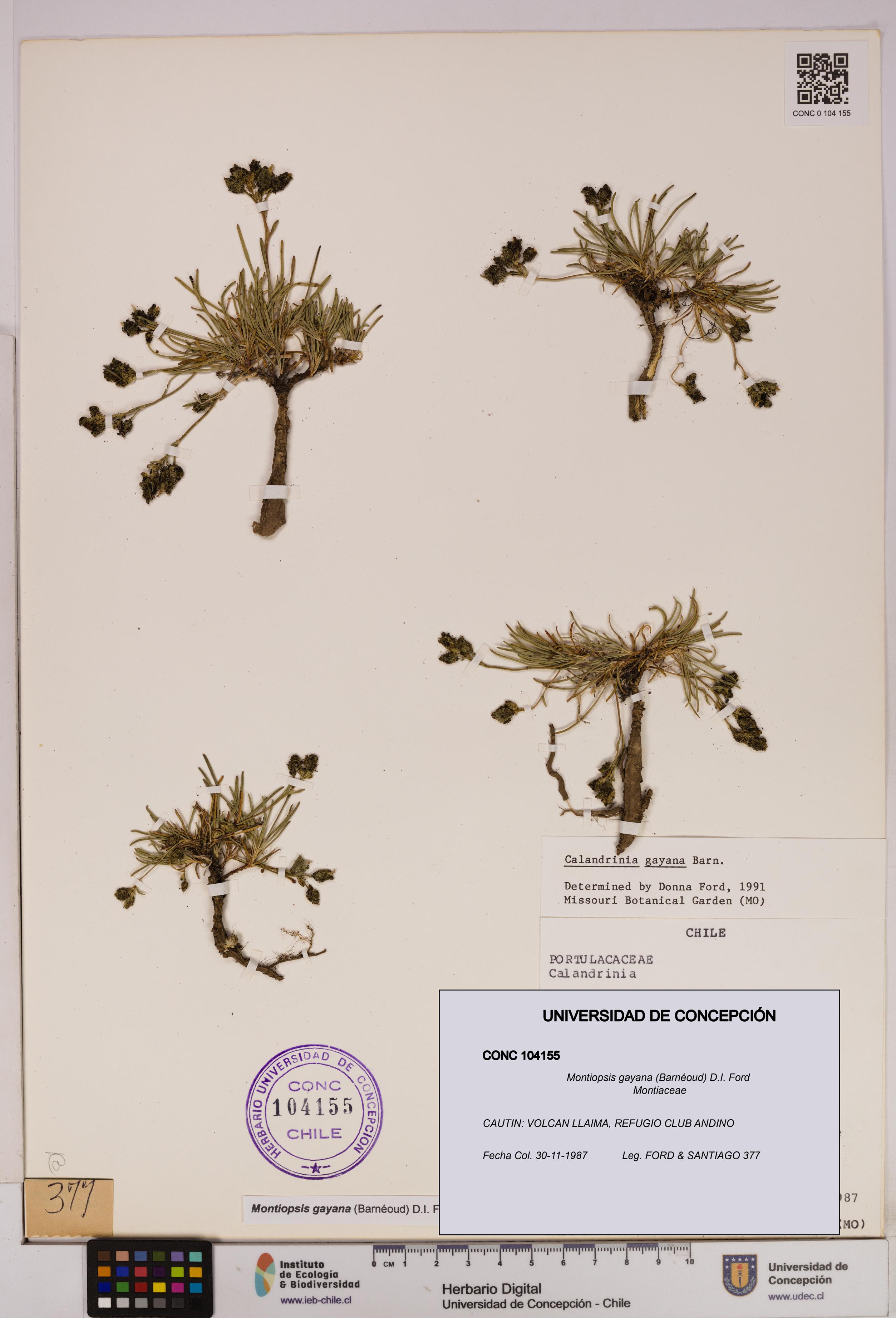 Montiopsis gayana [Espécimen: UDEC:CONC:0104155]