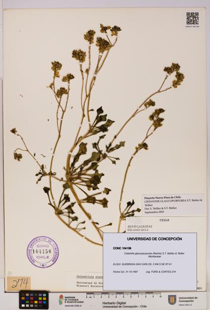 Cistanthe glaucopurpurea [Espécimen: UDEC:CONC:0104156]