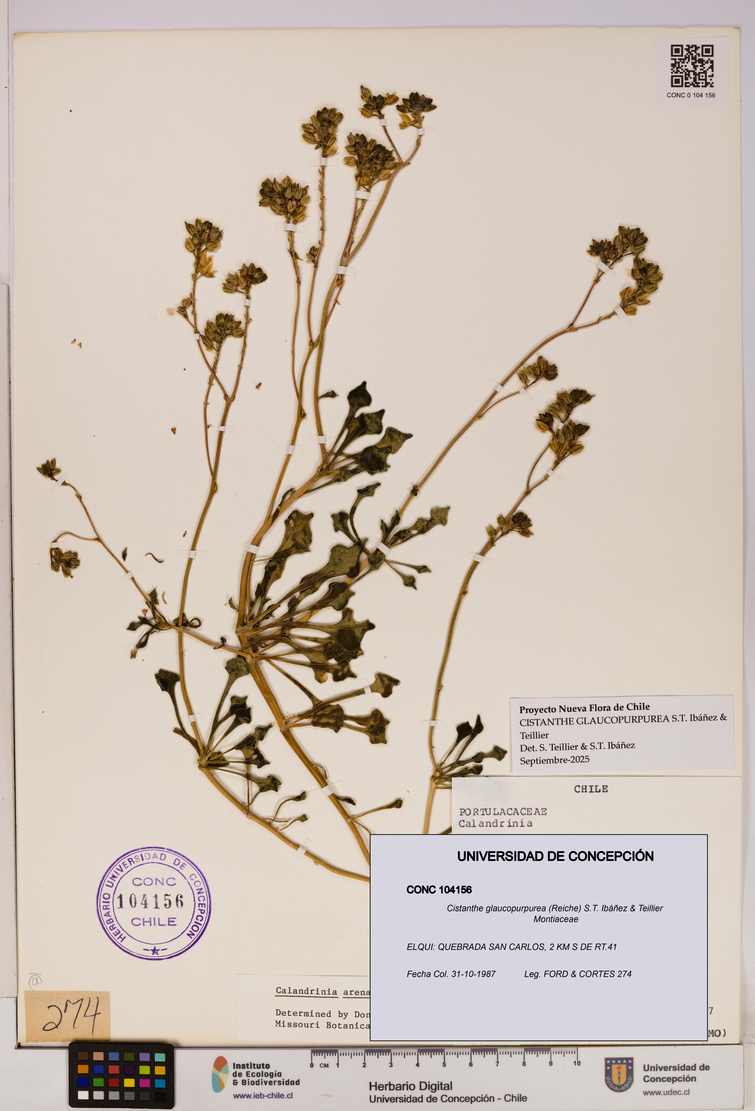 Cistanthe glaucopurpurea [Espécimen: UDEC:CONC:0104156]