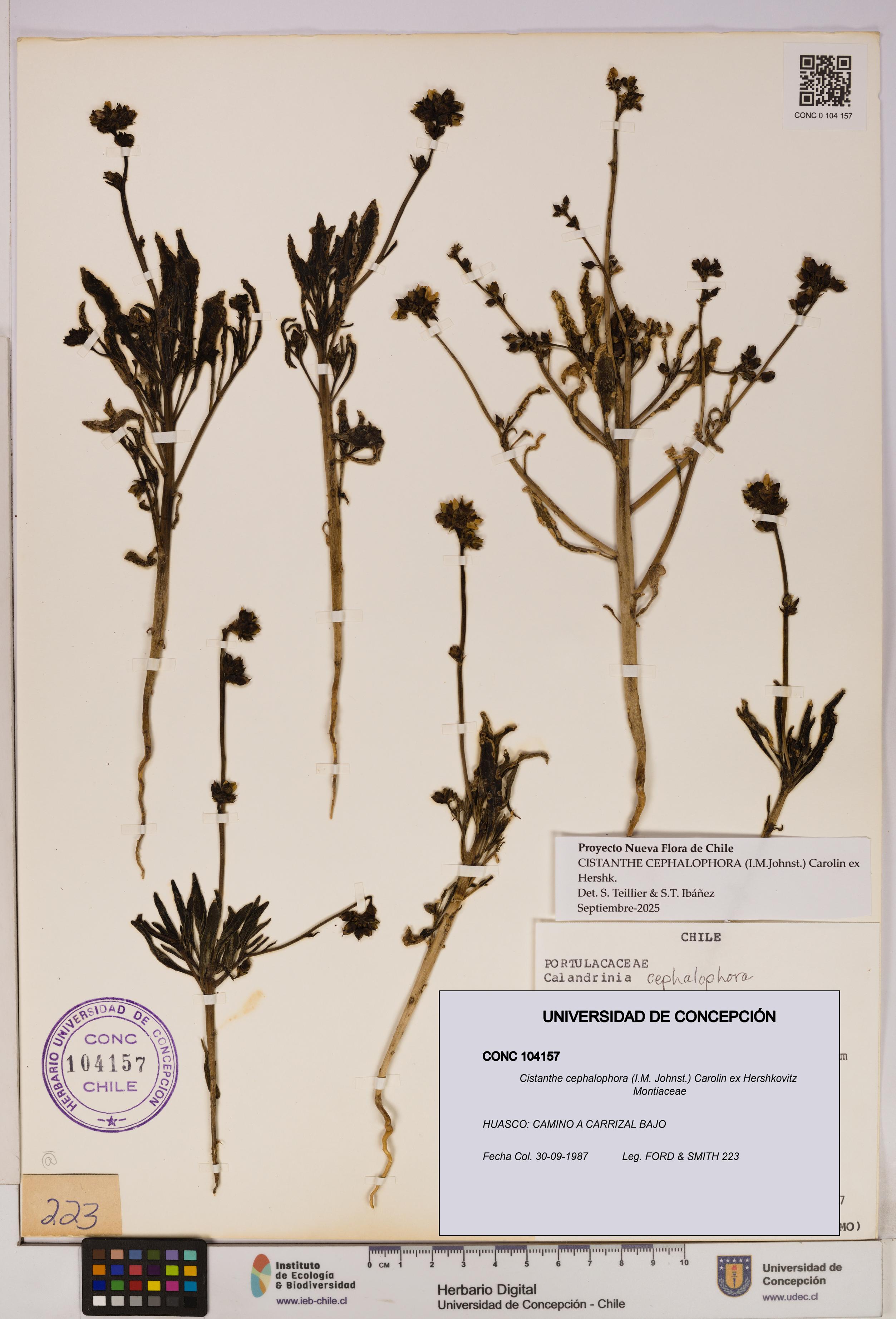 Cistanthe cephalophora [Espécimen: UDEC:CONC:0104157]