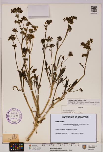 Cistanthe thyrsoidea [Espécimen: UDEC:CONC:0104158]