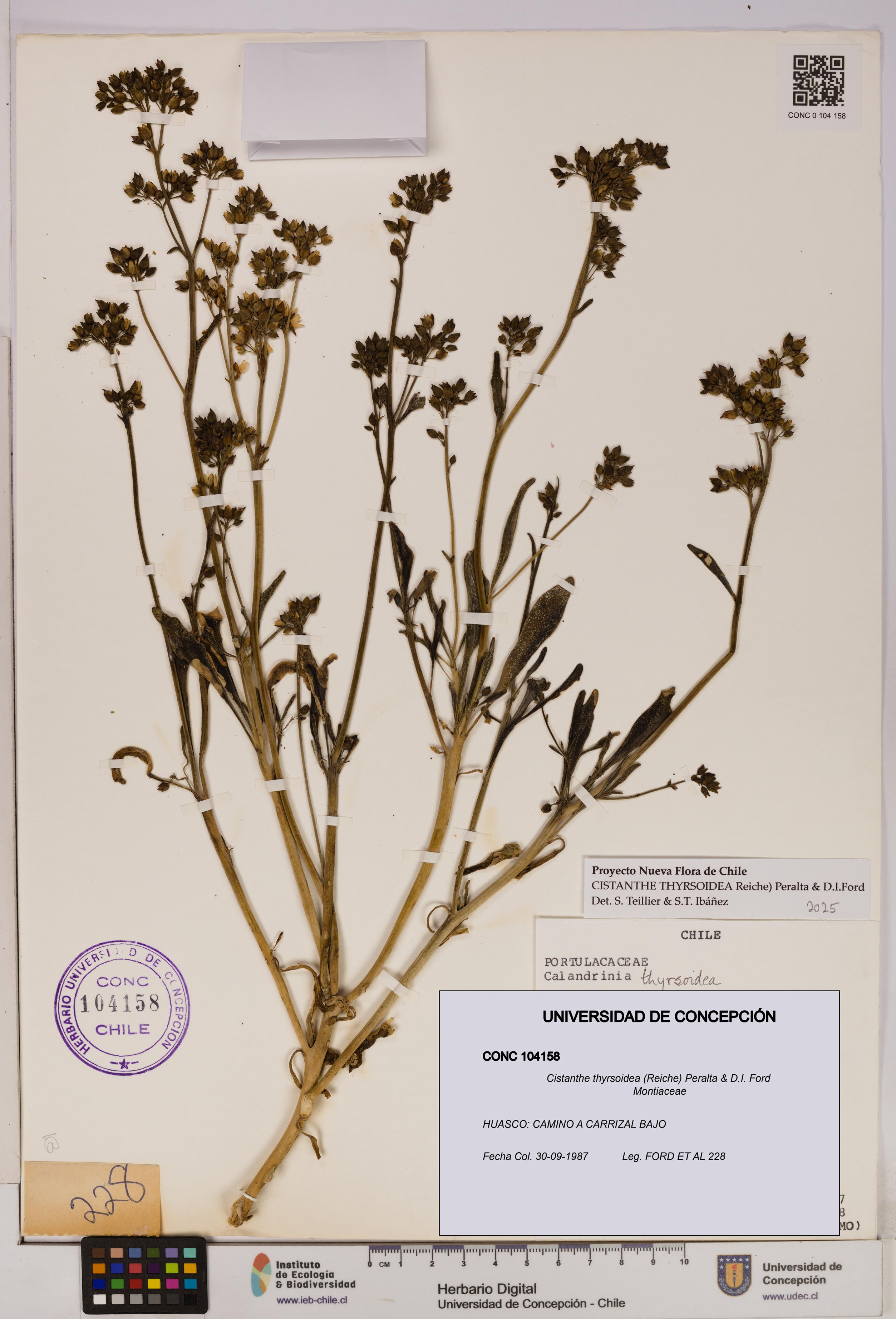 Cistanthe thyrsoidea [Espécimen: UDEC:CONC:0104158]