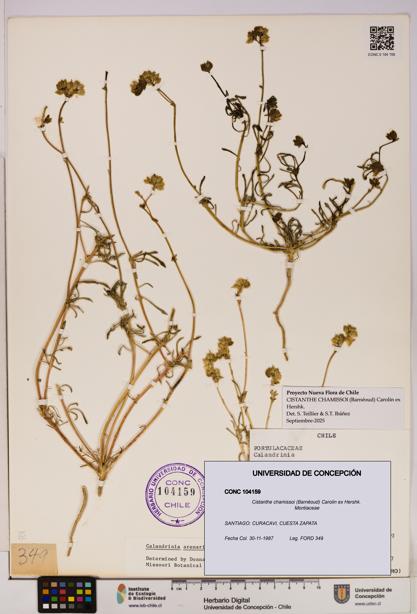 Cistanthe chamissoi [Espécimen: UDEC:CONC:0104159]