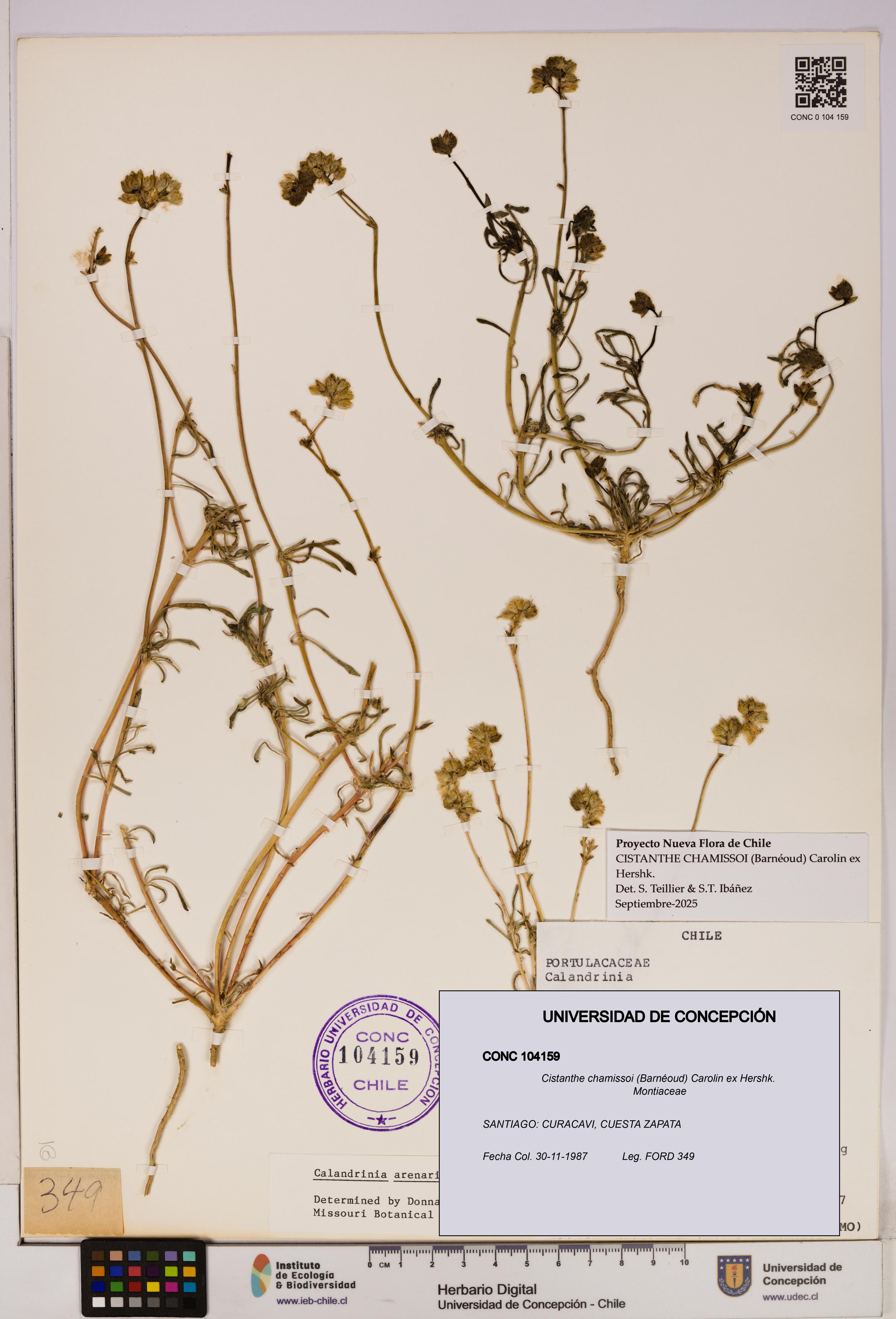 Cistanthe chamissoi [Espécimen: UDEC:CONC:0104159]