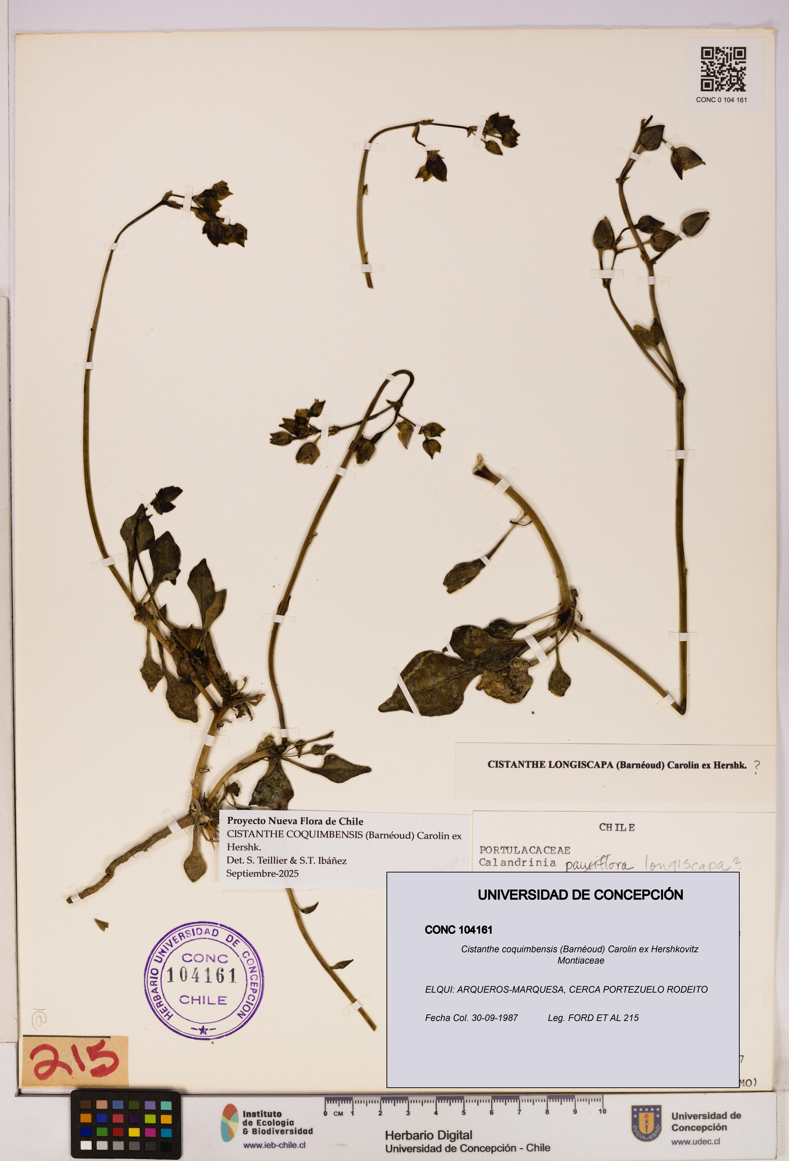 Cistanthe coquimbensis [Espécimen: UDEC:CONC:0104161]