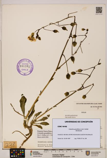 Cistanthe grandiflora [Espécimen: UDEC:CONC:0104162]