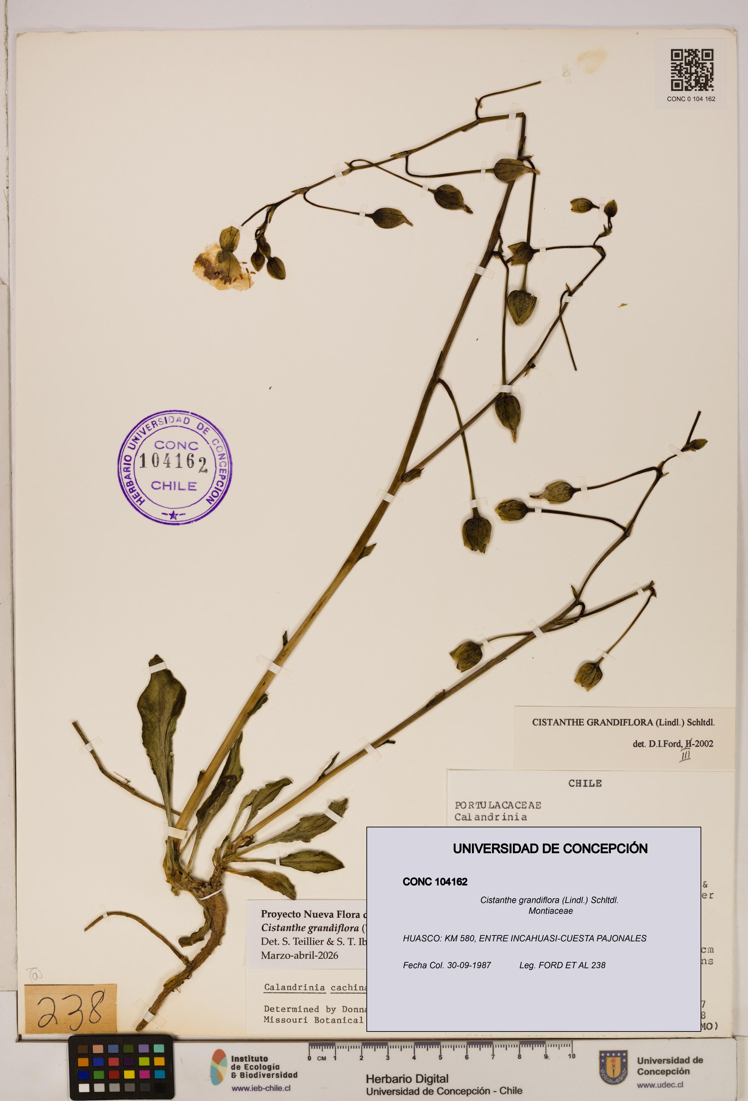 Cistanthe grandiflora [Espécimen: UDEC:CONC:0104162]