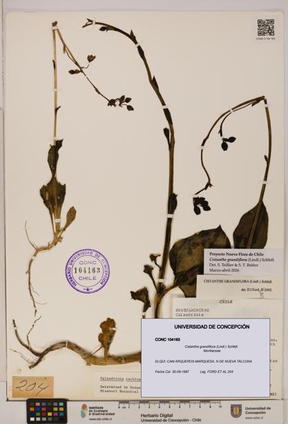 Cistanthe grandiflora [Espécimen: UDEC:CONC:0104163]
