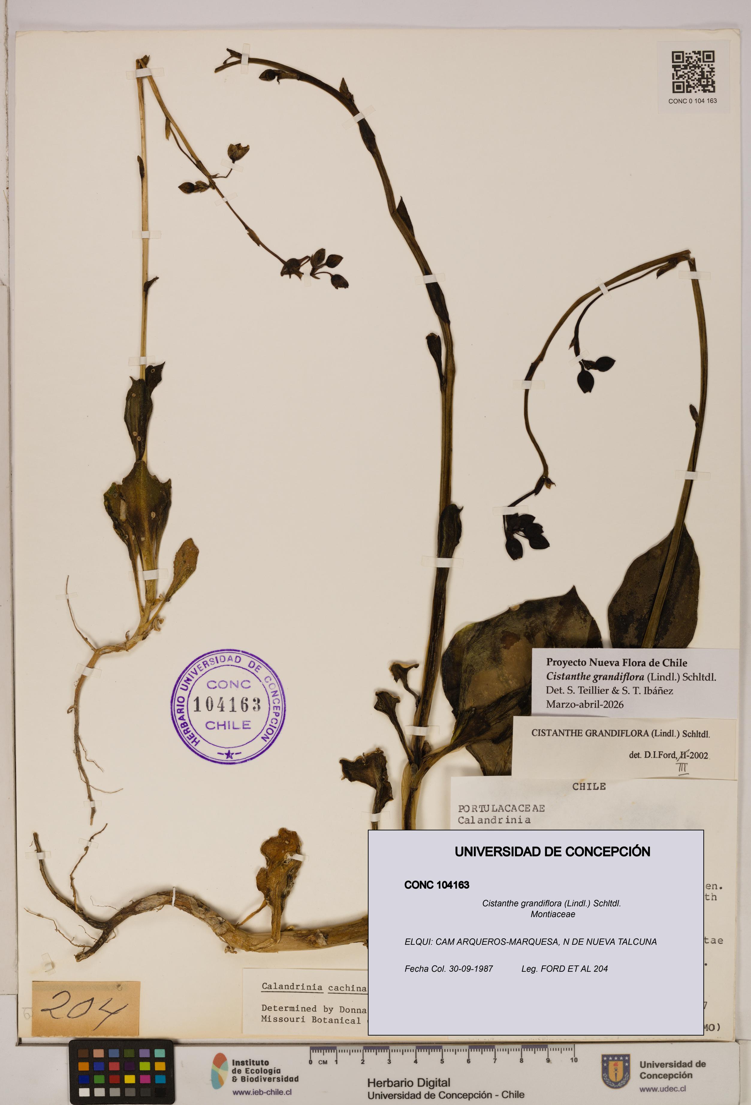 Cistanthe grandiflora [Espécimen: UDEC:CONC:0104163]