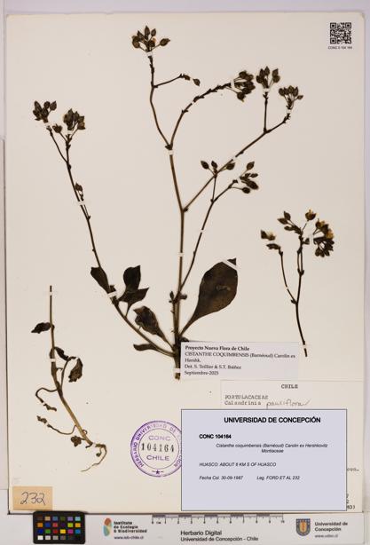 Cistanthe coquimbensis [Espécimen: UDEC:CONC:0104164]