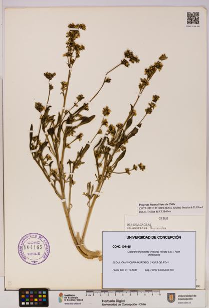 Cistanthe thyrsoidea [Espécimen: UDEC:CONC:0104165]