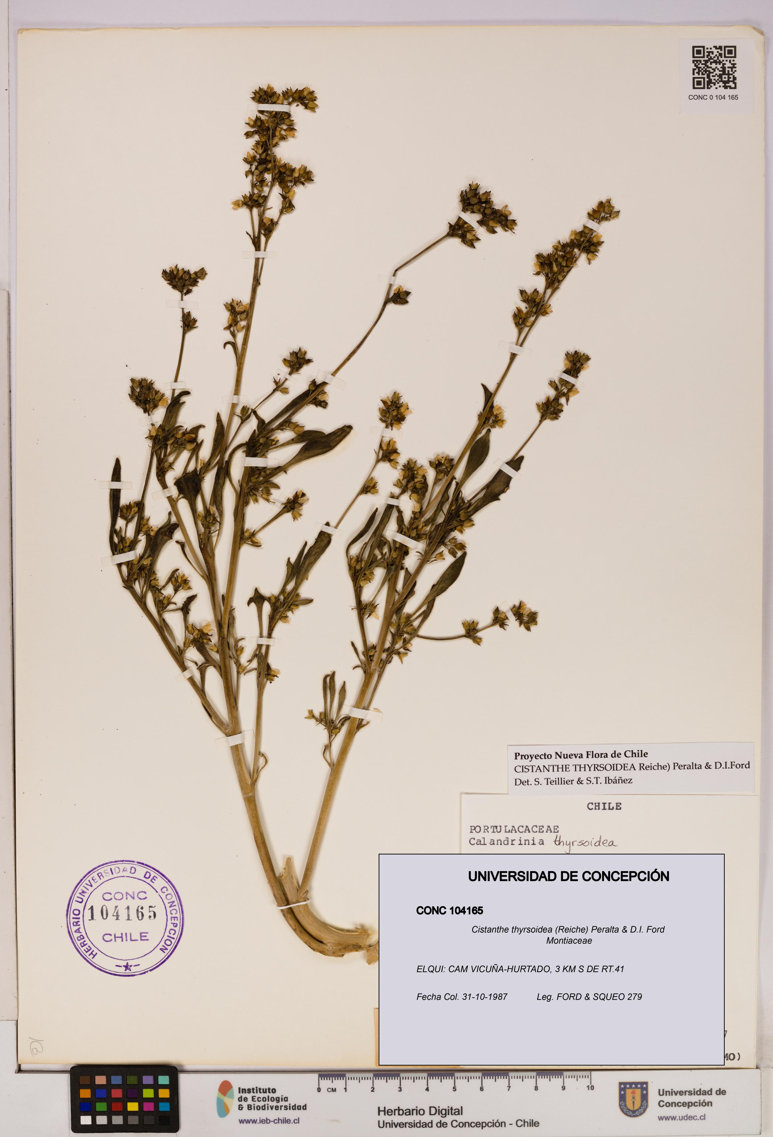 Cistanthe thyrsoidea [Espécimen: UDEC:CONC:0104165]