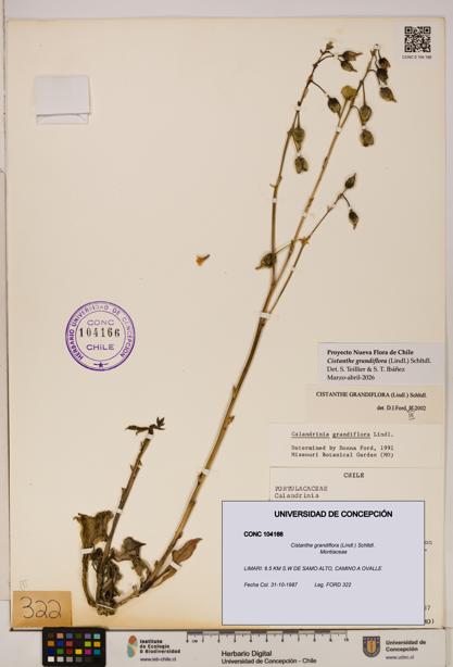 Cistanthe grandiflora [Espécimen: UDEC:CONC:0104166]