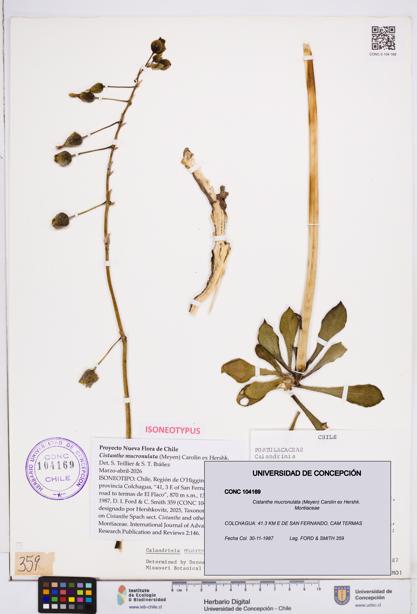 Cistanthe mucronulata [Espécimen: ]