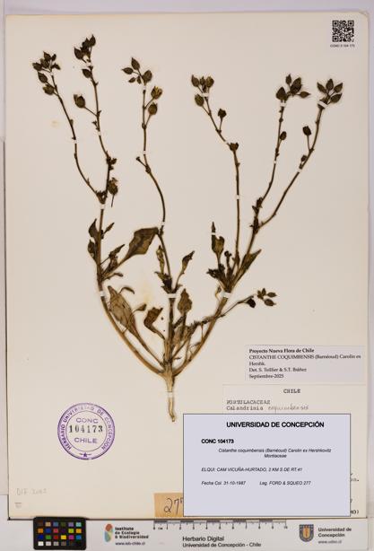 Cistanthe coquimbensis [Espécimen: UDEC:CONC:0104173]