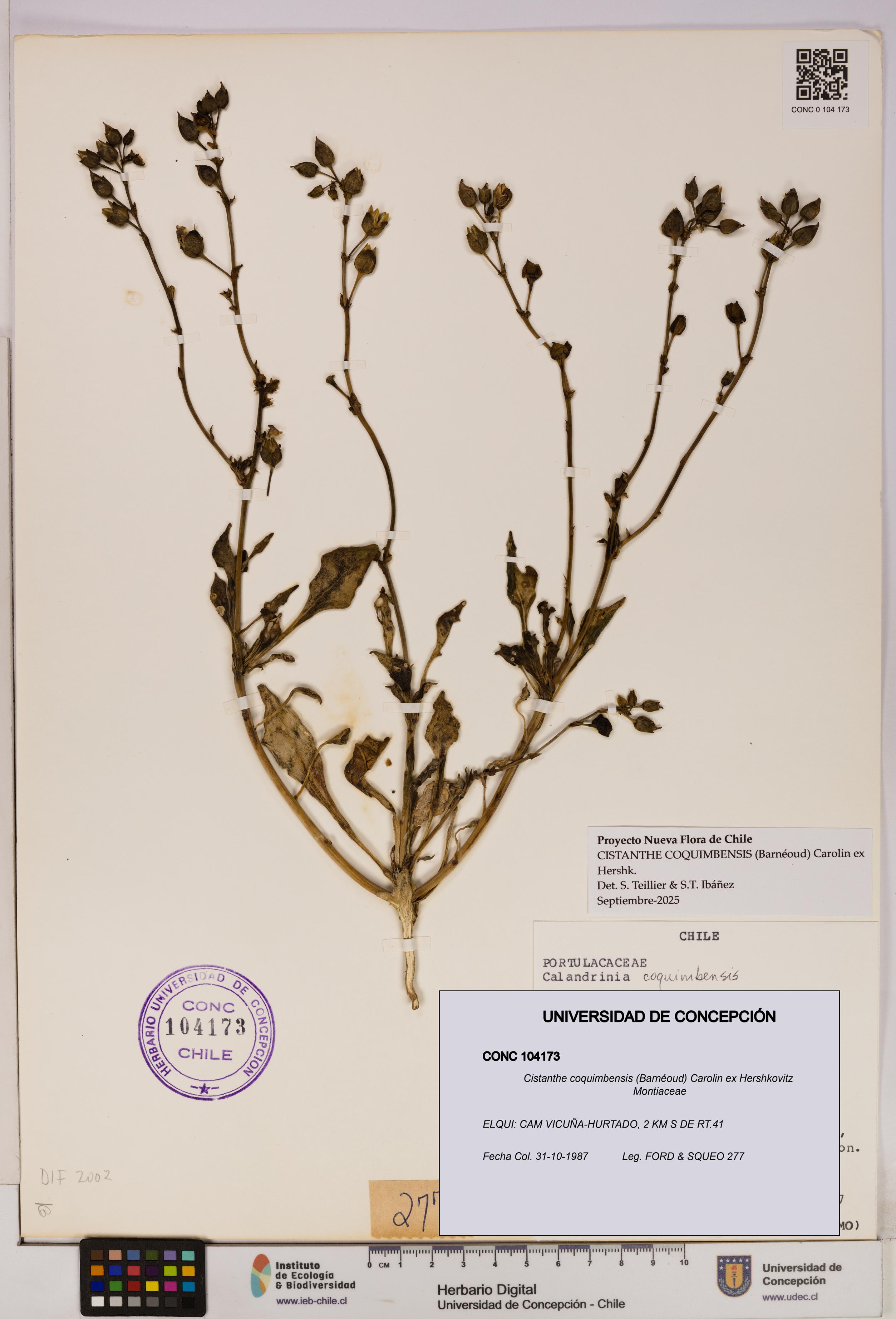 Cistanthe coquimbensis [Espécimen: UDEC:CONC:0104173]