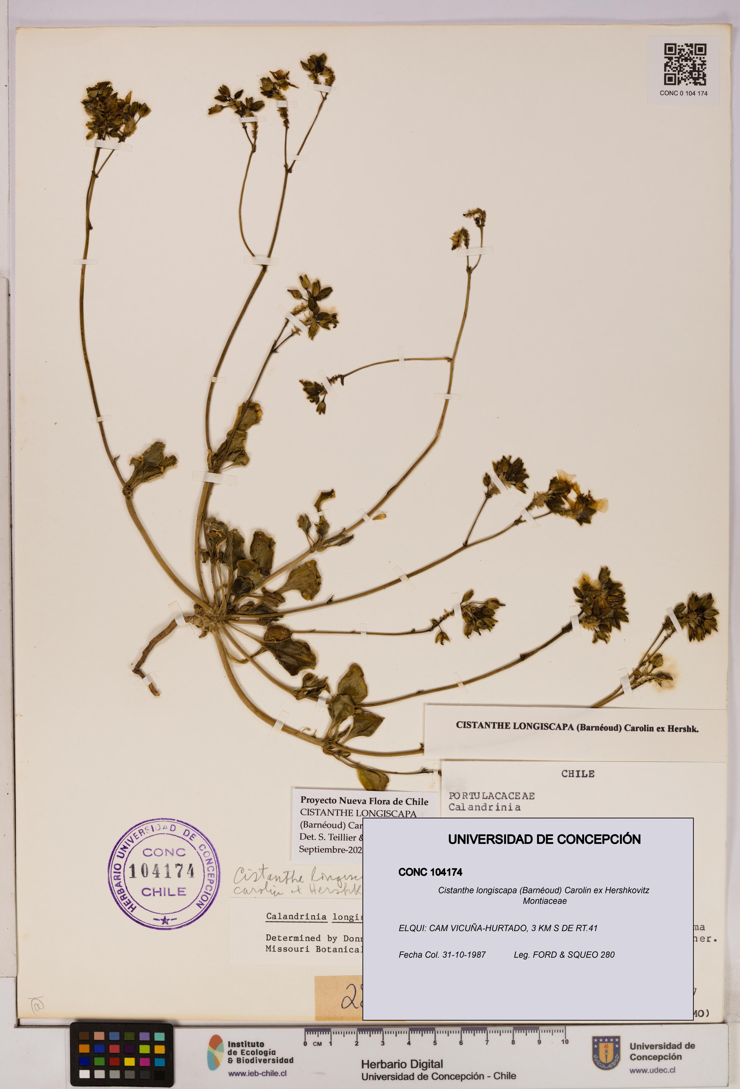 Cistanthe longiscapa [Espécimen: UDEC:CONC:0104174]
