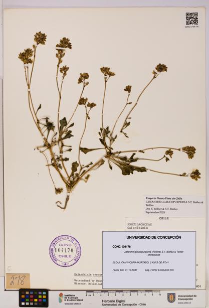 Cistanthe glaucopurpurea [Espécimen: UDEC:CONC:0104176]