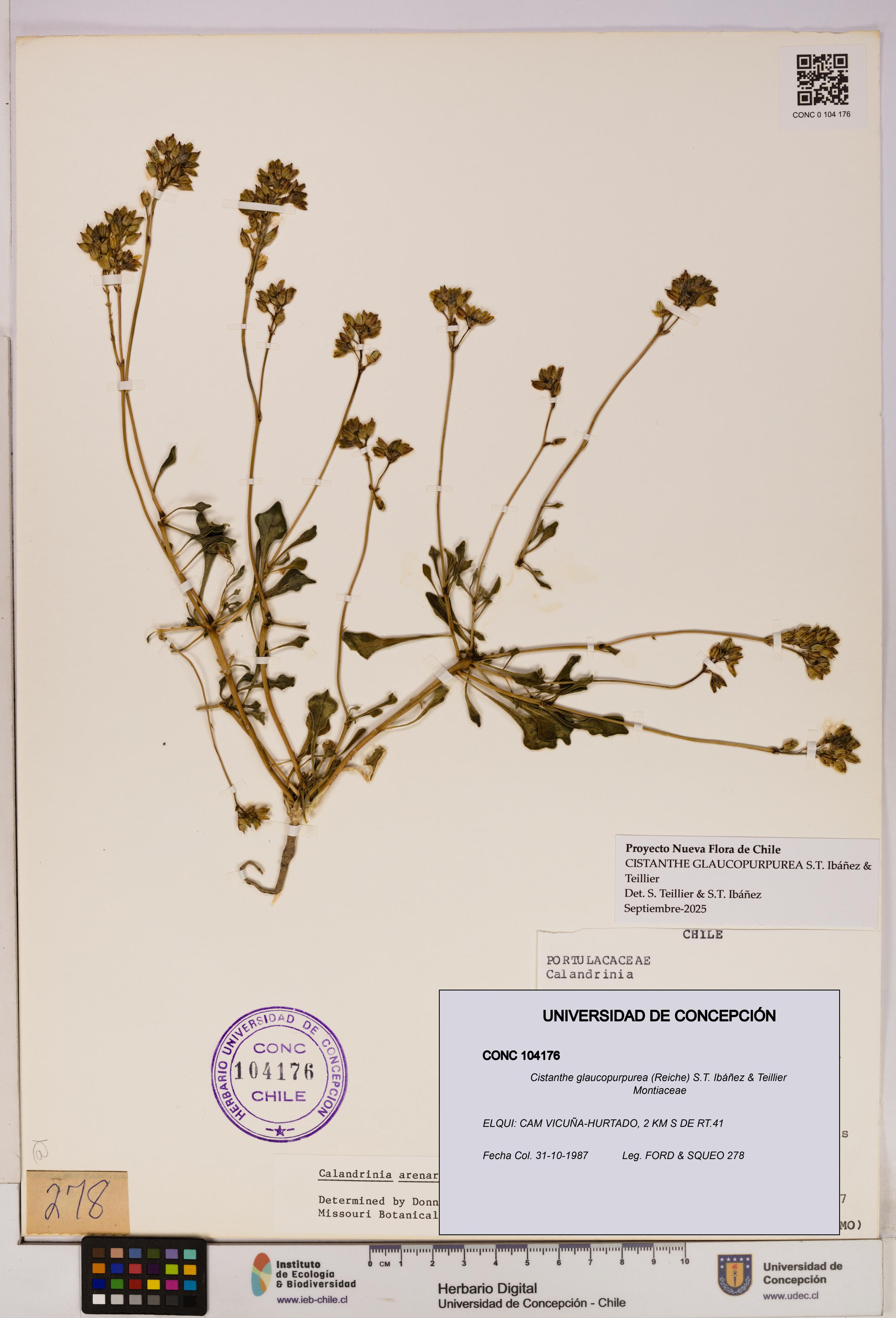 Cistanthe glaucopurpurea [Espécimen: UDEC:CONC:0104176]