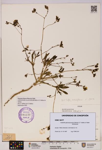 Cistanthe glaucopurpurea [Espécimen: UDEC:CONC:0104177]