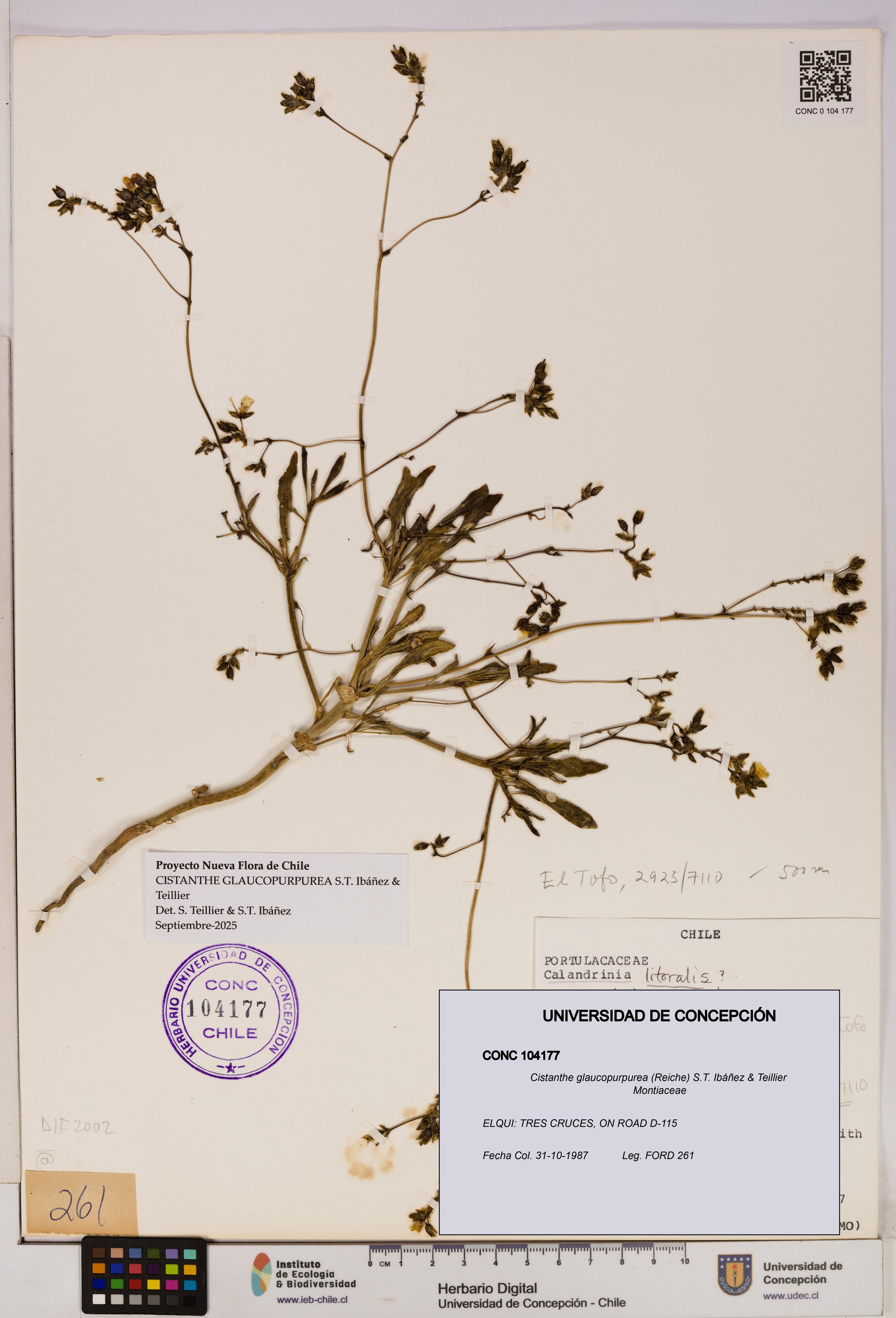 Cistanthe glaucopurpurea [Espécimen: UDEC:CONC:0104177]