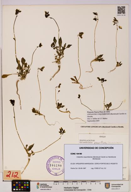 Cistanthe coquimbensis [Espécimen: UDEC:CONC:0104180]