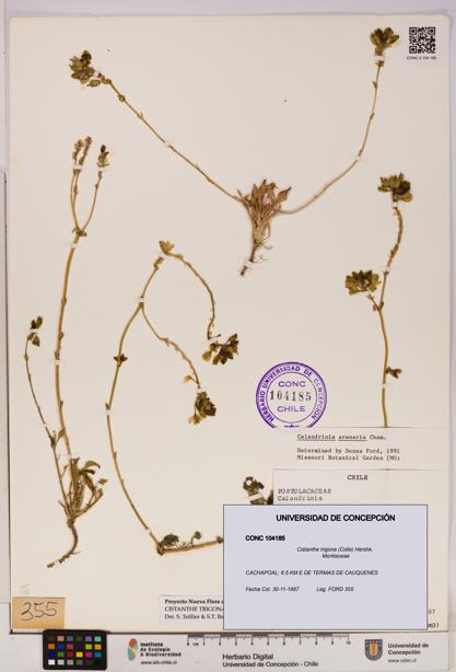 Cistanthe trigona [Espécimen: UDEC:CONC:0104185]