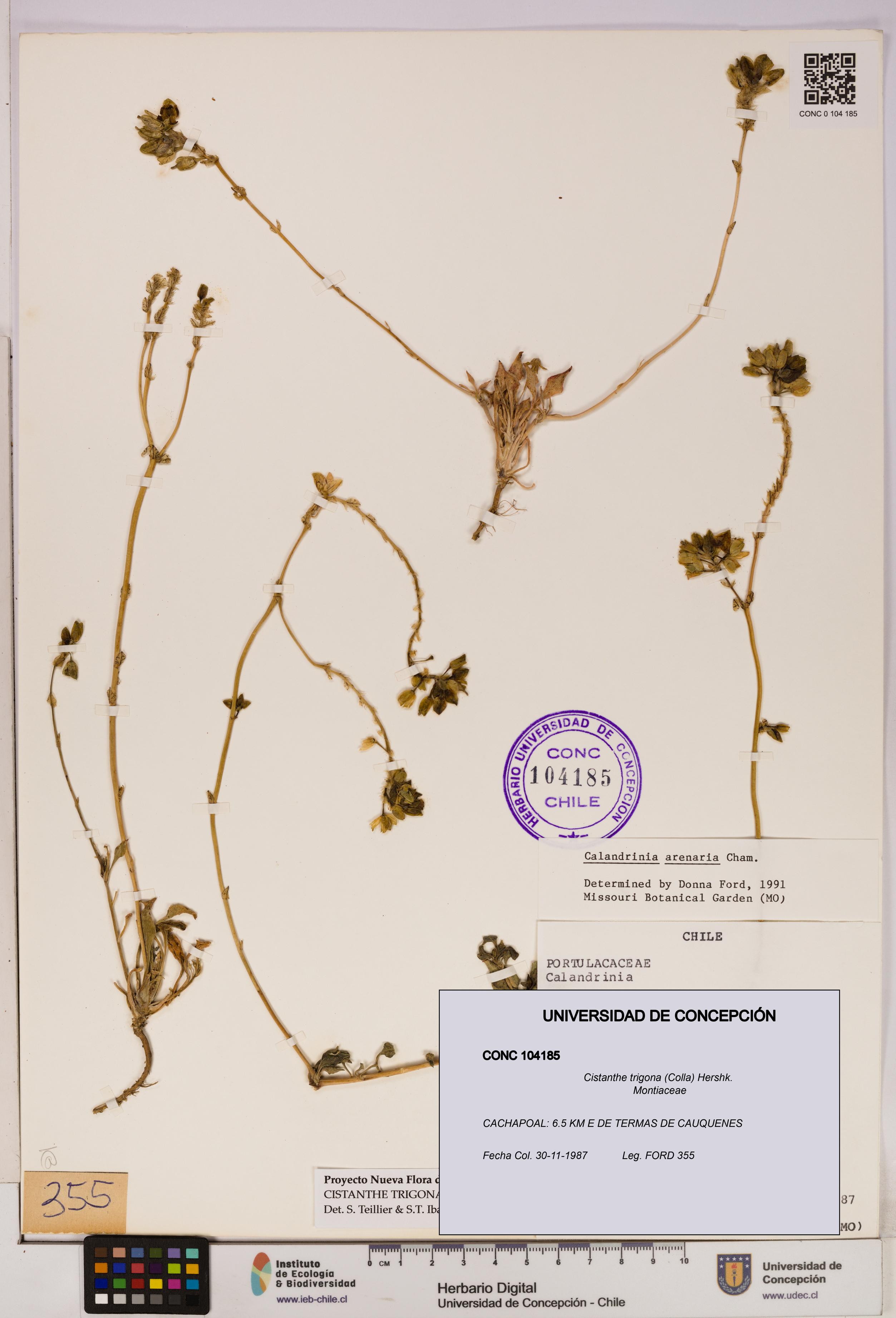 Cistanthe trigona [Espécimen: UDEC:CONC:0104185]