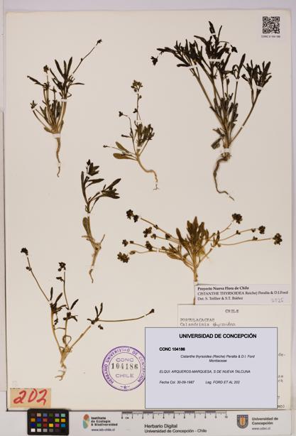 Cistanthe thyrsoidea [Espécimen: UDEC:CONC:0104186]