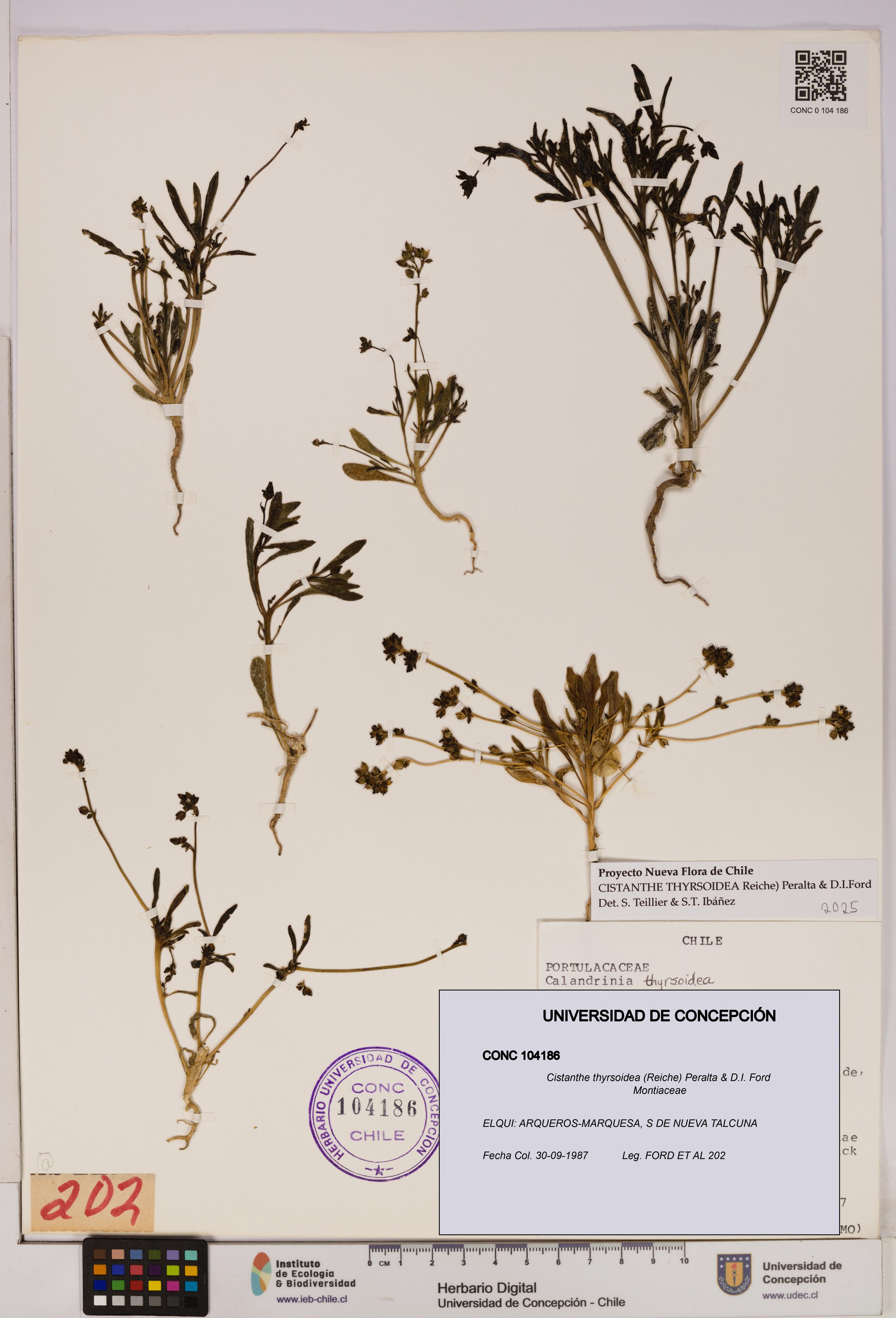 Cistanthe thyrsoidea [Espécimen: UDEC:CONC:0104186]