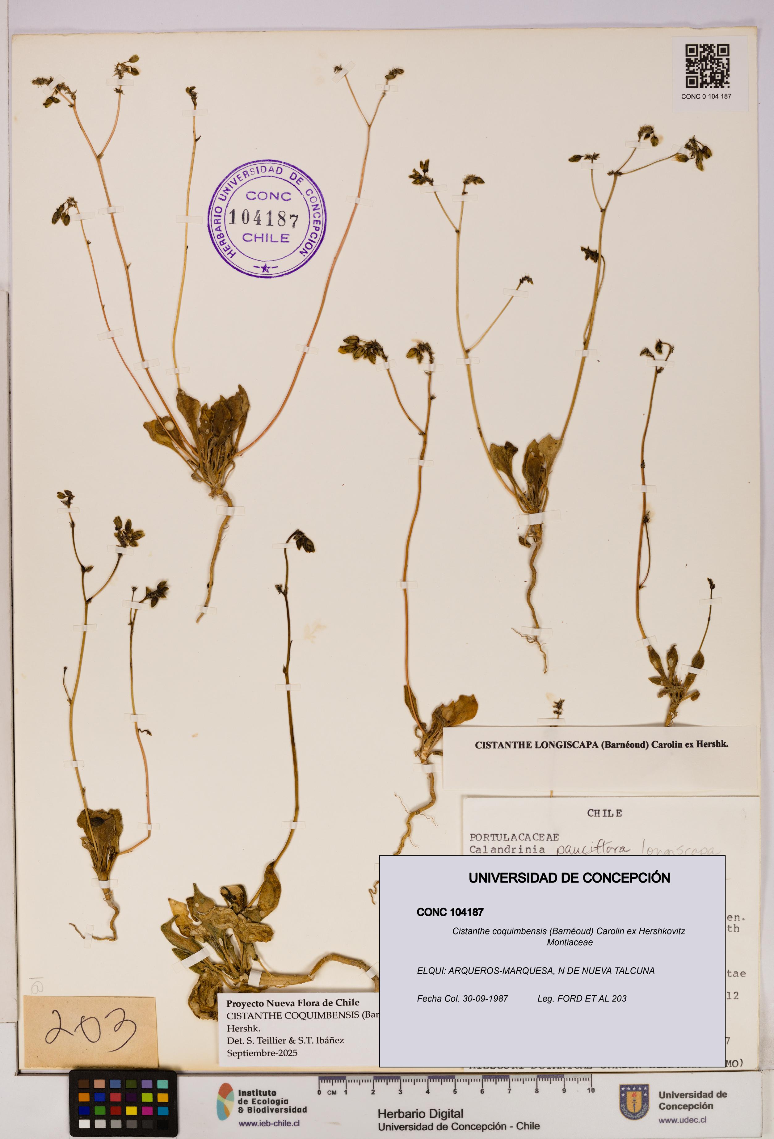 Cistanthe coquimbensis [Espécimen: UDEC:CONC:0104187]